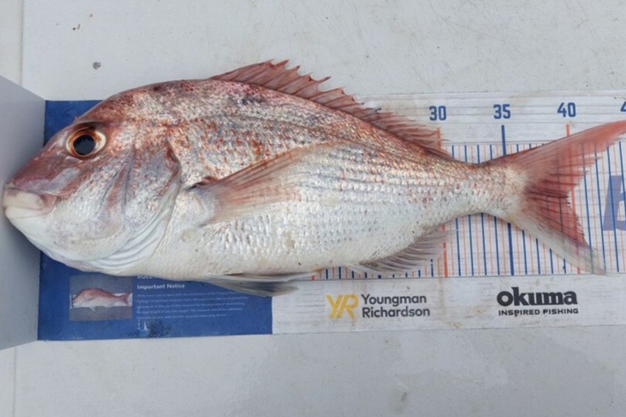 Scott Thacker caught this 39.5cm Snapper at Firth of Thames during The Hirepool Baitmates Fishing Comp