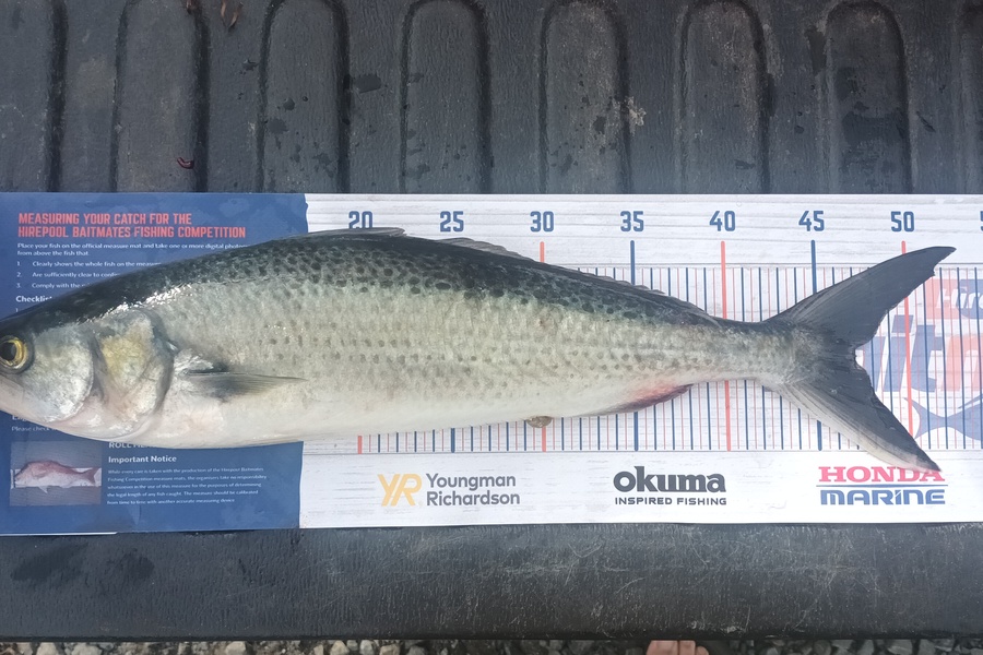 Mike Morphett caught this 47.0cm Kahawai at Rangiputa, far north during The Hirepool Baitmates Fishing Comp