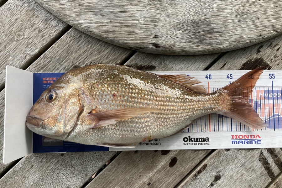 Brent Kale caught this 49.0cm Snapper at Motiti  during The Hirepool Baitmates Fishing Comp