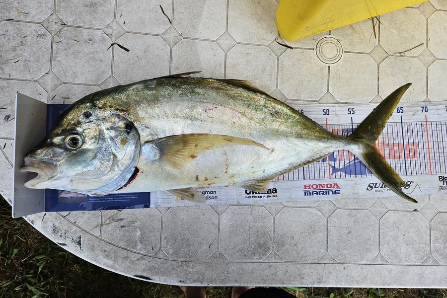 Glynn Anderson caught this 59.5cm Trevally at Northland during The Hirepool Baitmates Fishing Comp