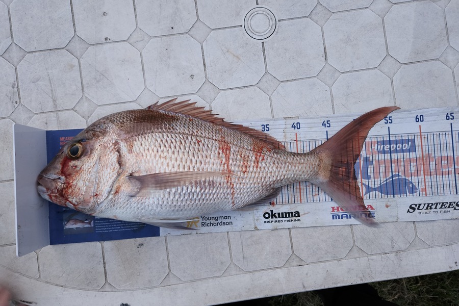 Glynn Anderson caught this 49.0cm Snapper at Northland during The Hirepool Baitmates Fishing Comp