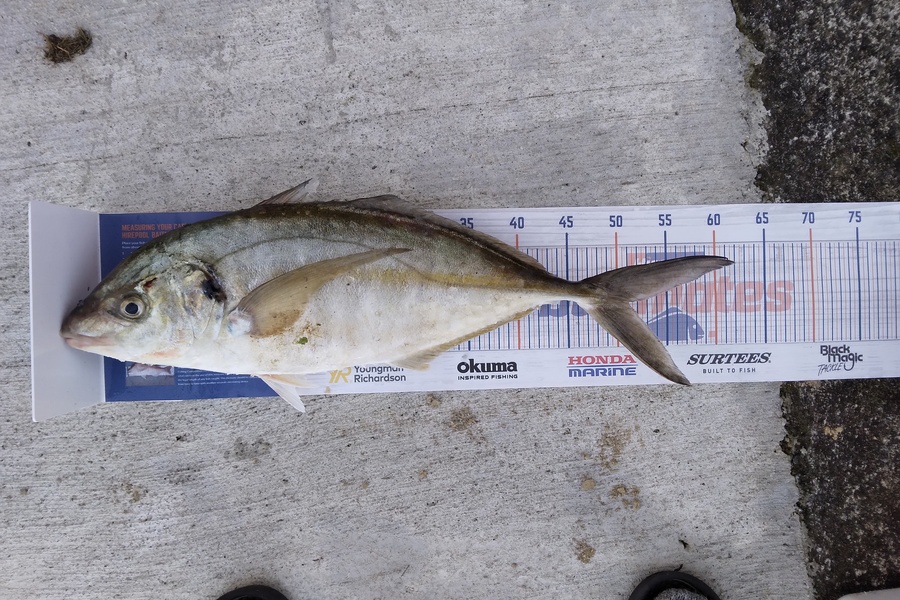 Daniel Blake Dean caught this 51.0cm Trevally at Mana island wellington during The Hirepool Baitmates Fishing Comp