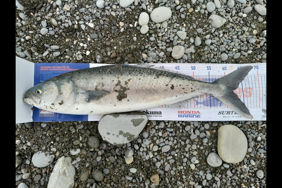 Bob Murphy caught this 62.0cm Kahawai at Waitaki  during The Hirepool Baitmates Fishing Comp