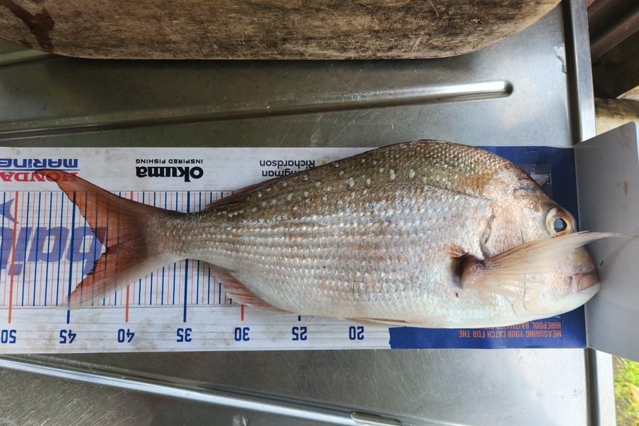 Mike Bertaut caught this 42.0cm Snapper at Waikawau  during The Hirepool Baitmates Fishing Comp