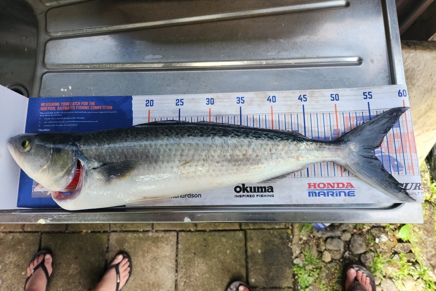 Mike Bertaut caught this 53cm Kahawai at Waikawau  during The Hirepool Baitmates Fishing Comp