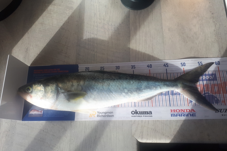 Scott Farquhar caught this 53.0cm Kahawai at Whanganui  during The Hirepool Baitmates Fishing Comp