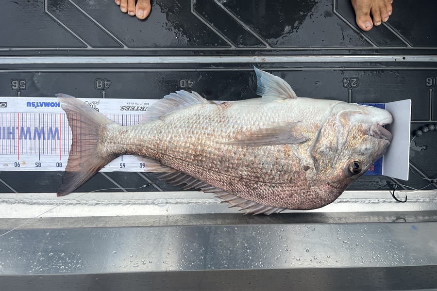 Jamie  White caught this 77.0cm Snapper at Whangarei  during The Hirepool Baitmates Fishing Comp