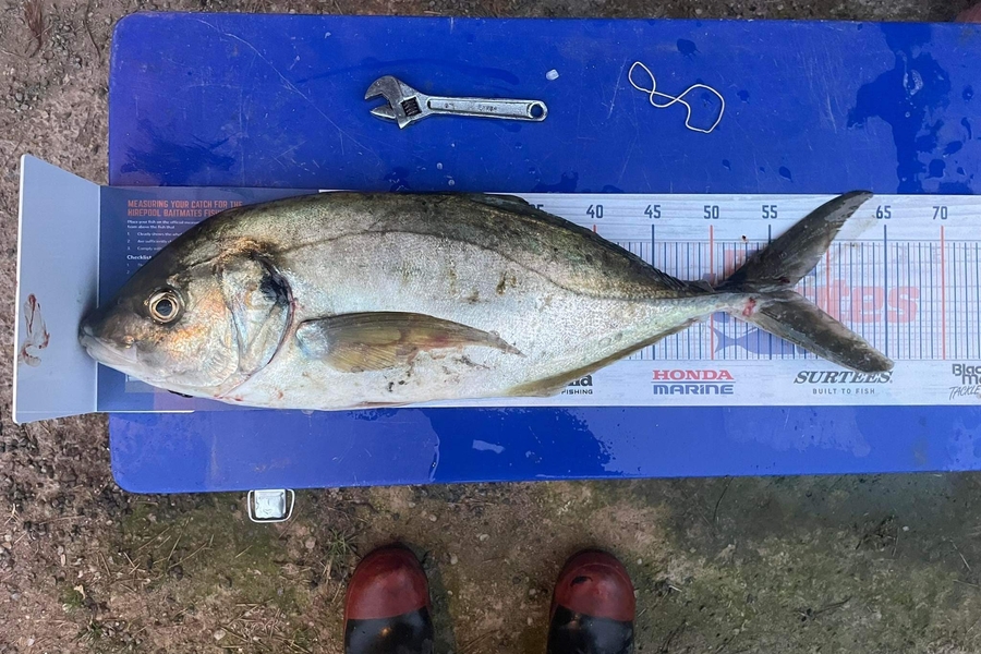 Daniel Dawson caught this 57.0cm Trevally at Tauranga  during The Hirepool Baitmates Fishing Comp