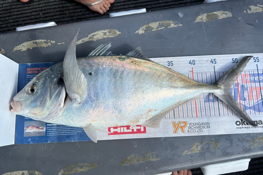 James Laird caught this 48.0cm Trevally at Golden Bay during The Hirepool Baitmates Fishing Comp