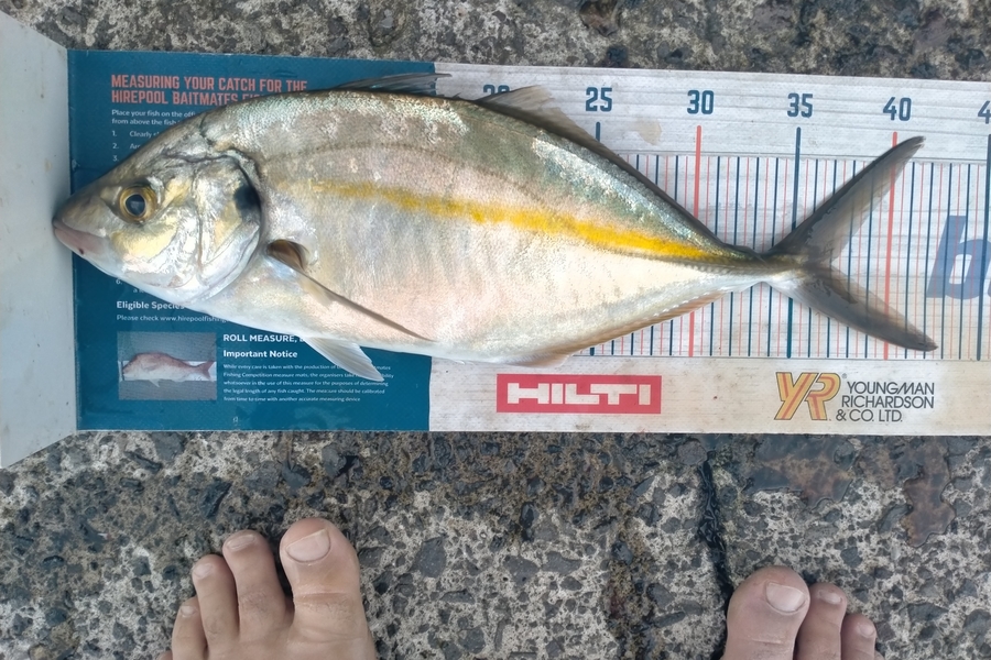 Andrew Cornelder caught this 37.0cm Trevally at Tauranga  during The Hirepool Baitmates Fishing Comp