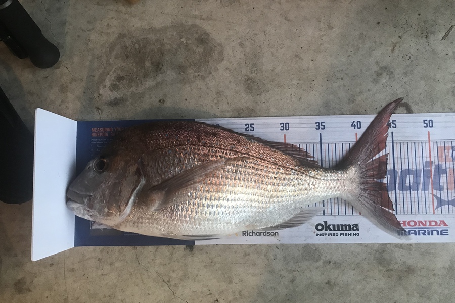 Chris Nicholson caught this 43.5cm Snapper at Te kaha during The Hirepool Baitmates Fishing Comp