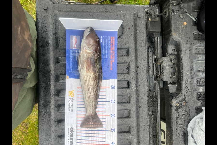 Hunter Dawson caught this 34cm Blue Cod at Colac bay during The Hirepool Baitmates Fishing Comp