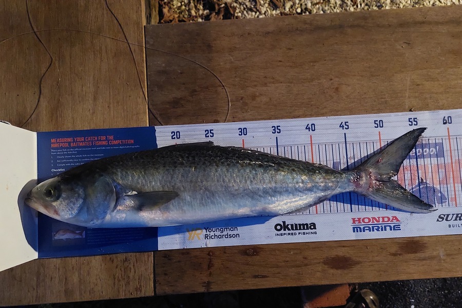 benjamin verdonk caught this 51cm Kahawai at Kuaotunu  during The Hirepool Baitmates Fishing Comp