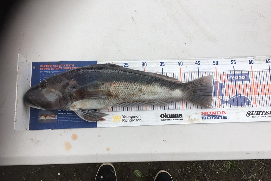 Andrew kane caught this 48cm Blue Cod at Banks peninsula during The Hirepool Baitmates Fishing Comp