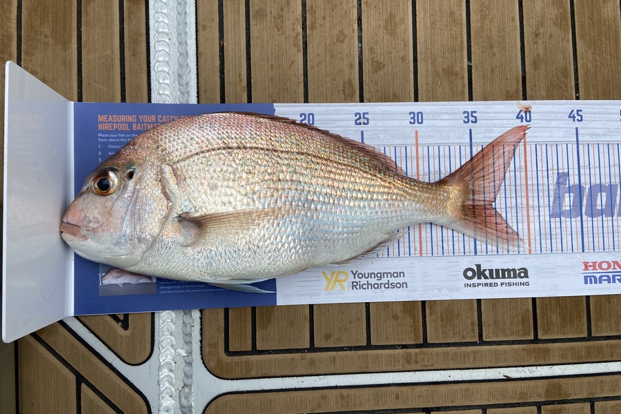 Sharon Cane caught this 36.5cm Snapper at Marlborough Sounds during The Hirepool Baitmates Fishing Comp