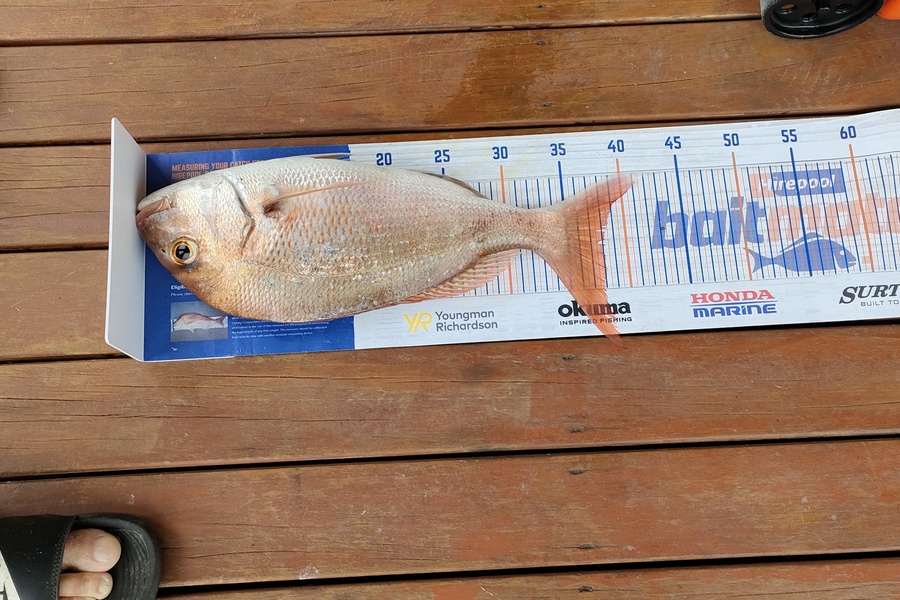 Yvonne Holt caught this 37.5cm Snapper at Mangonui  during The Hirepool Baitmates Fishing Comp