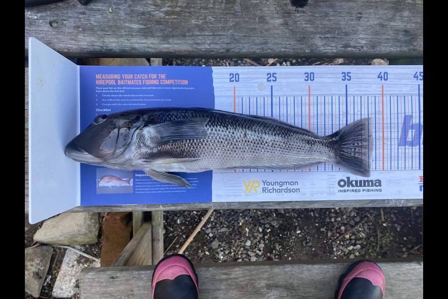 Amy Jarvis caught this 38.0cm Blue Cod at Bluff harbour  during The Hirepool Baitmates Fishing Comp
