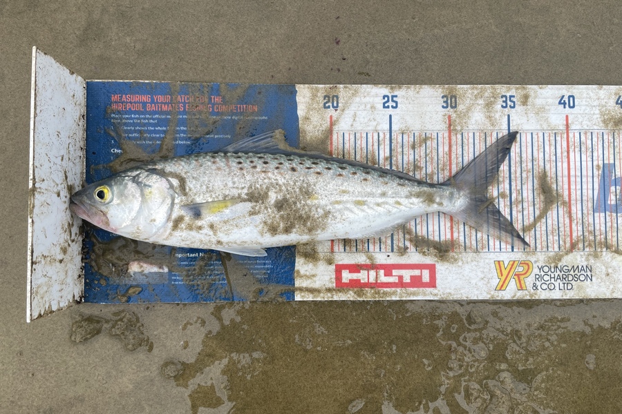 Angel Emtage caught this 33.0cm Kahawai at Glinks gully during The Hirepool Baitmates Fishing Comp