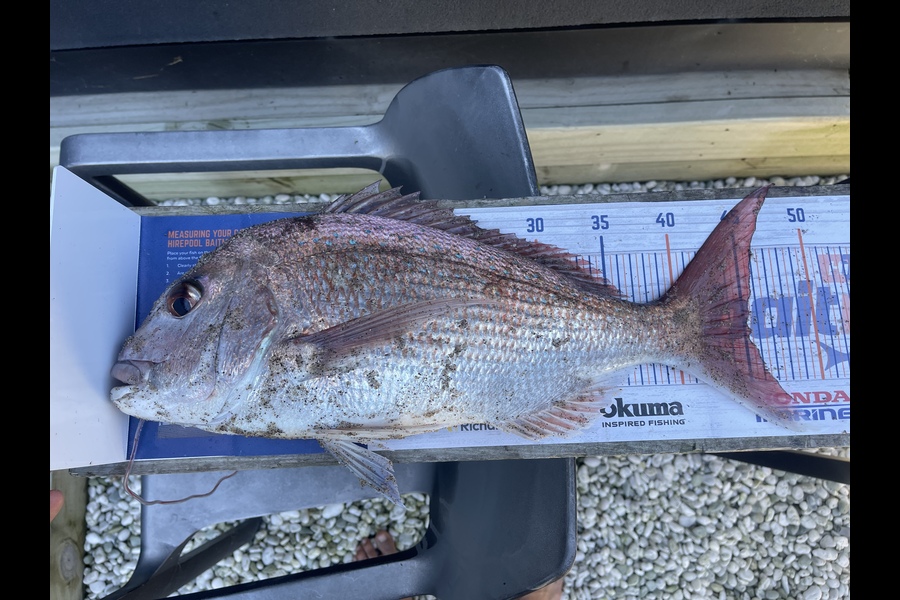 Chook Vanxay caught this 45.5cm Snapper at Papamoa beach during The Hirepool Baitmates Fishing Comp