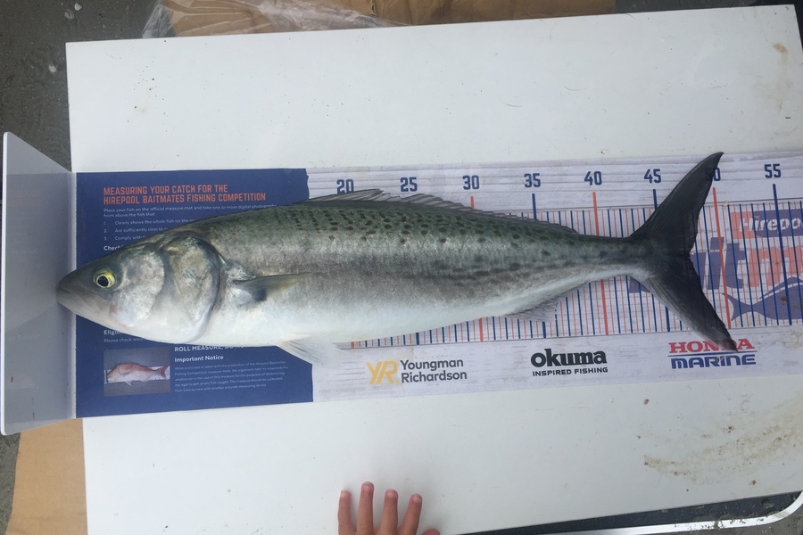 Nikki Tate caught this 47.5cm Kahawai at Doubtless Bay during The Hirepool Baitmates Fishing Comp