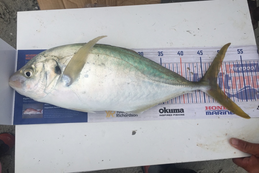 Nikki Tate caught this 48.5cm Trevally at Doubtless Bay  during The Hirepool Baitmates Fishing Comp