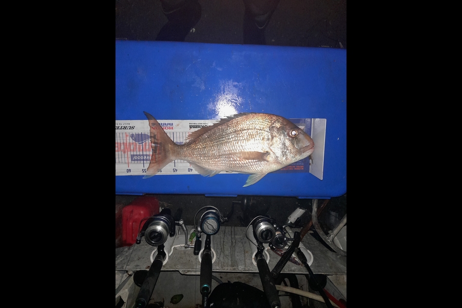 Aaron Motutere  caught this 52.0cm Snapper at Tauranga  during The Hirepool Baitmates Fishing Comp