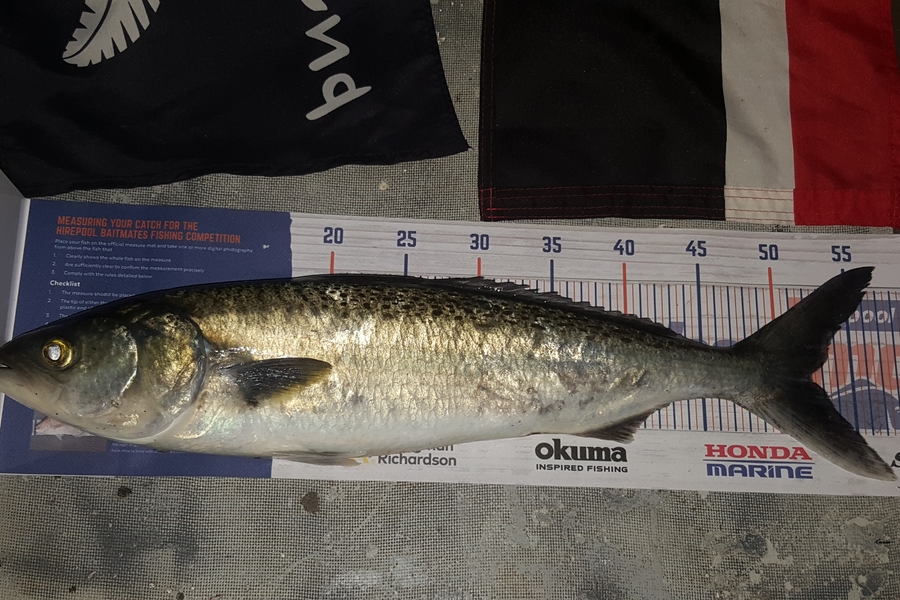 Logan Cameron caught this 52.0cm Kahawai at Mahurangi Harbour  during The Hirepool Baitmates Fishing Comp