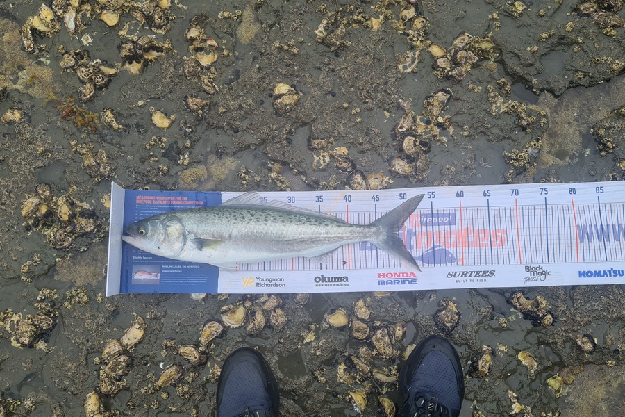 Mitchell Lindsay caught this 49.0cm Kahawai at Bb during The Hirepool Baitmates Fishing Comp
