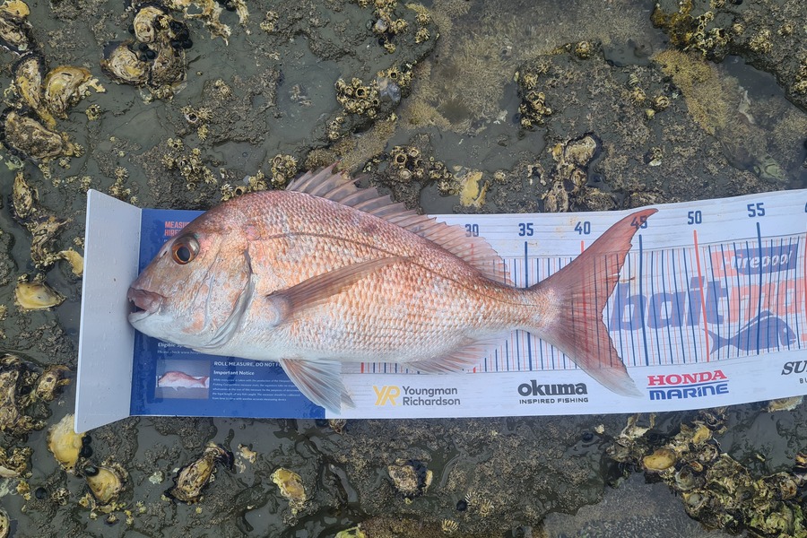 Mitchell Lindsay caught this 41.5cm Snapper at Bb during The Hirepool Baitmates Fishing Comp