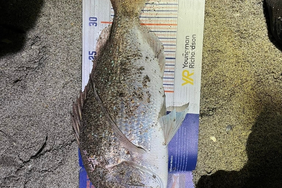 Svend Hjorth caught this 37.0cm Snapper at Papamoa during The Hirepool Baitmates Fishing Comp