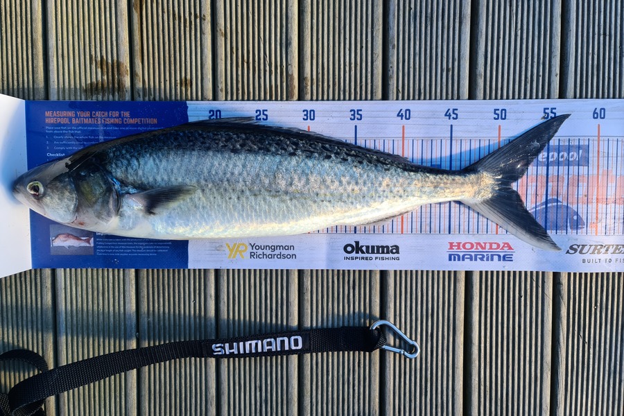 Scott Bassett caught this 51.0cm Kahawai at Foxton Beach during The Hirepool Baitmates Fishing Comp