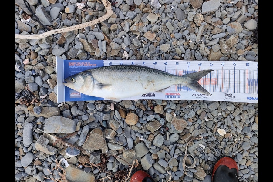 Royce Lake caught this 59.0cm Kahawai at Waihau bay during The Hirepool Baitmates Fishing Comp