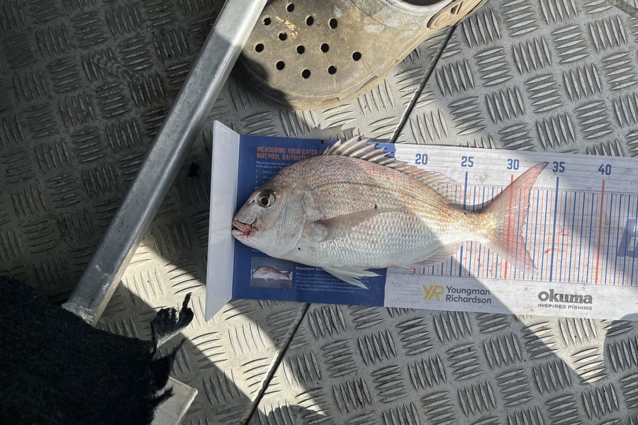 Rowan Young caught this 31.0cm Snapper at Tasman bay during The Hirepool Baitmates Fishing Comp