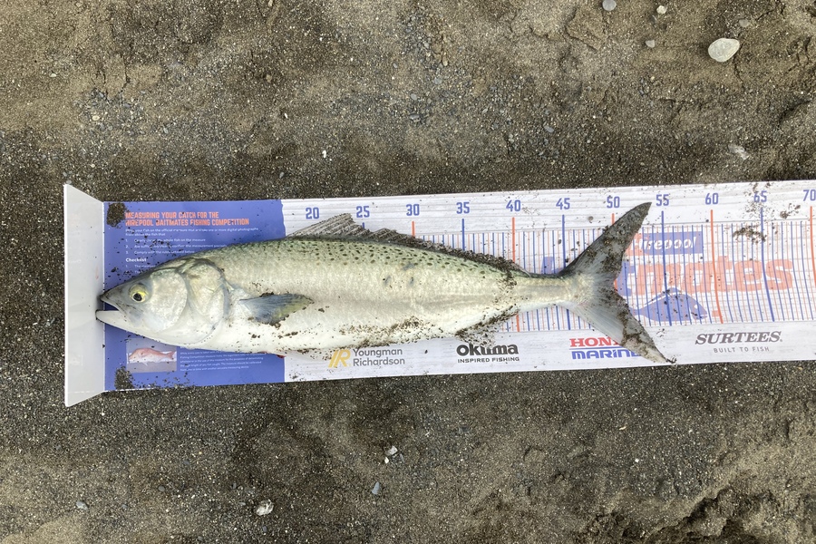 Matthew williams caught this 50.0cm Kahawai at Lake ferry during The Hirepool Baitmates Fishing Comp