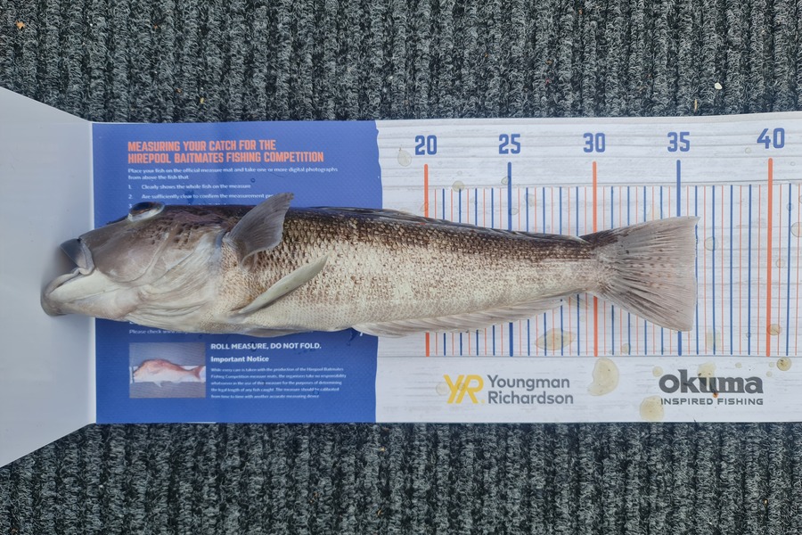 Josh Anderson  caught this 36.0cm Blue Cod at Marlborough sounds during The Hirepool Baitmates Fishing Comp