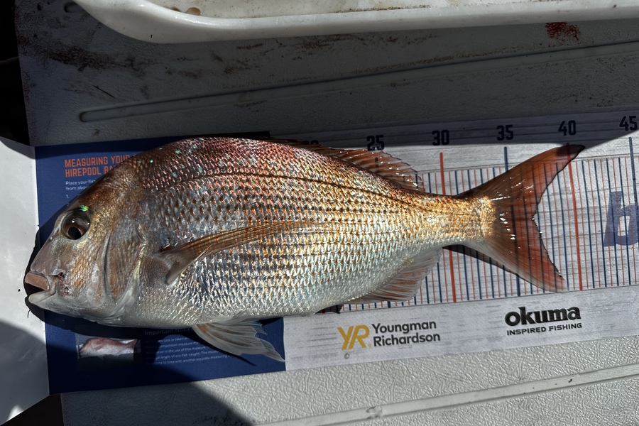 Chevon Hunapo Love caught this 36.5cm Snapper at Kawhia during The Hirepool Baitmates Fishing Comp