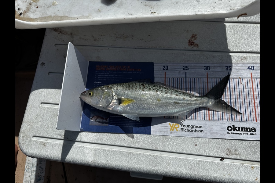 Chevon Hunapo Love caught this 33.0cm Kahawai at Kawhia during The Hirepool Baitmates Fishing Comp