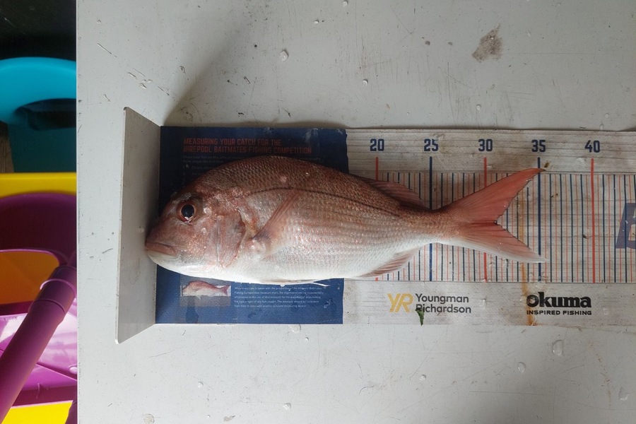 Elliot Gordon caught this 31.0cm Snapper at Coromandel during The Hirepool Baitmates Fishing Comp