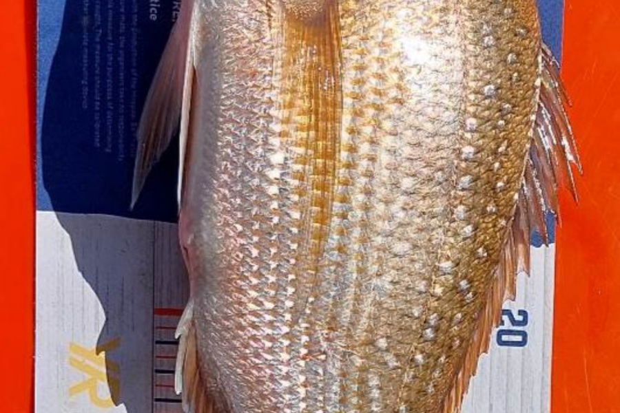 John Mckenzie caught this 35.0cm Snapper at Firth of thames during The Hirepool Baitmates Fishing Comp