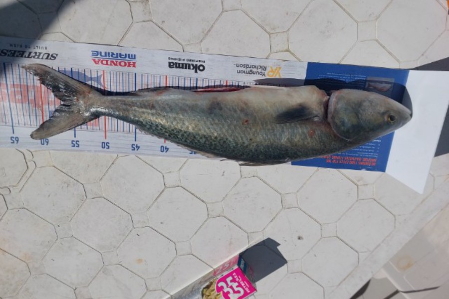 Shane Harris caught this 56.5cm Kahawai at Kawhia during The Hirepool Baitmates Fishing Comp