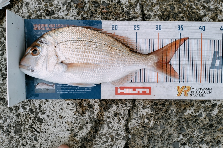 Bailey Cornelder caught this 32.5cm Snapper at Tga during The Hirepool Baitmates Fishing Comp