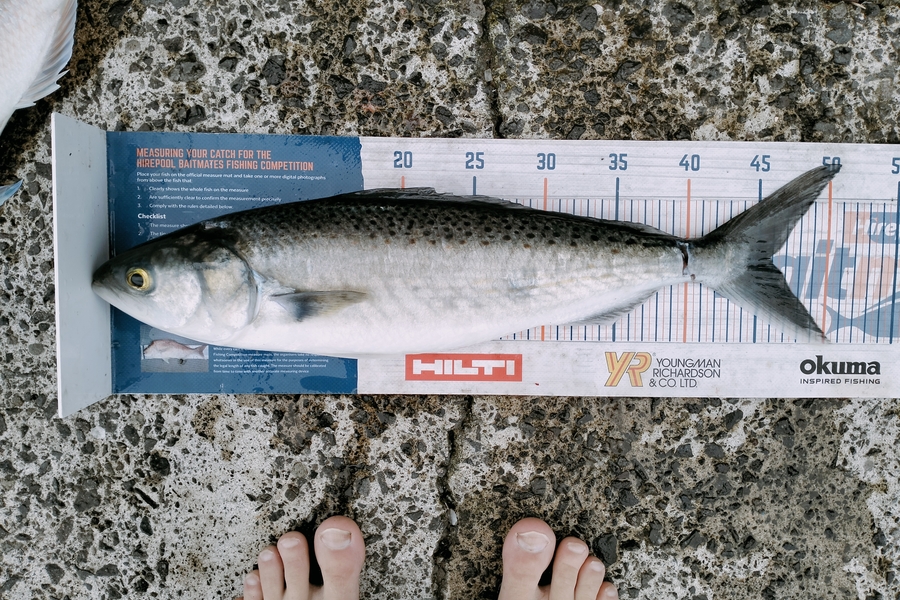 Bailey Cornelder caught this 46.0cm Kahawai at Tga during The Hirepool Baitmates Fishing Comp