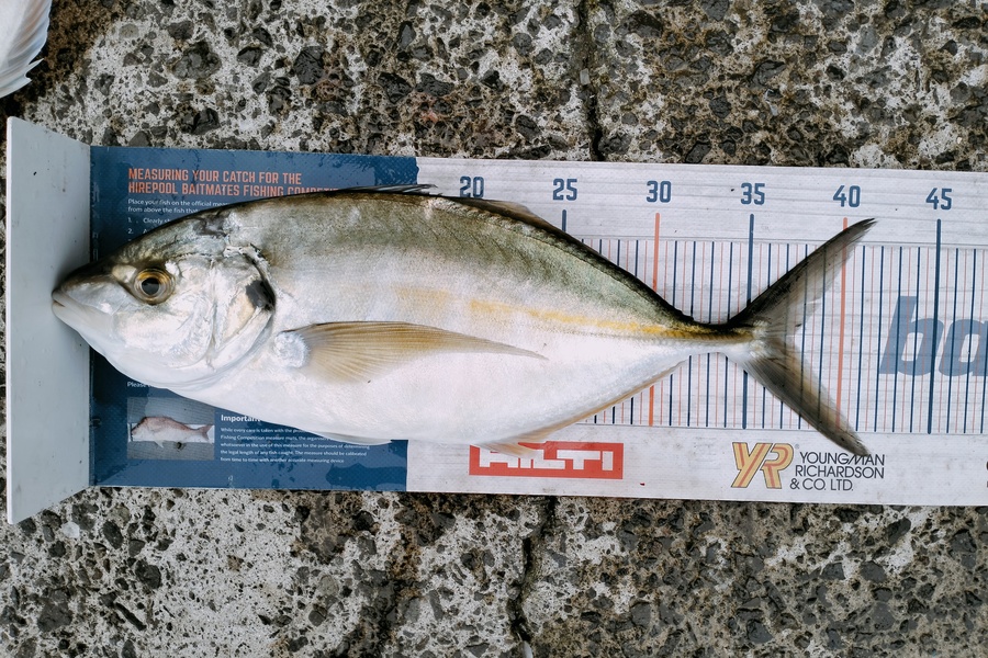 Bailey Cornelder caught this 37.5cm Trevally at Tga during The Hirepool Baitmates Fishing Comp