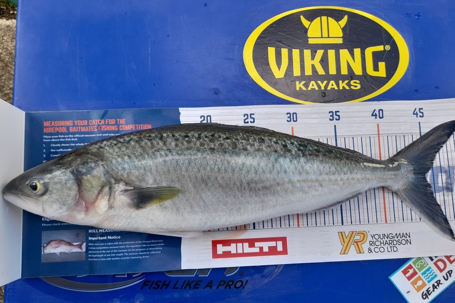 Philippa Mcdermott caught this 45cm Kahawai at Cormandel  during The Hirepool Baitmates Fishing Comp