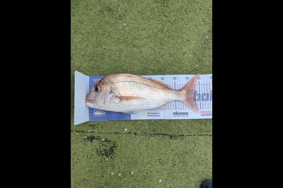 Adri Klopper caught this 43.0cm Snapper at Whangarei during The Hirepool Baitmates Fishing Comp