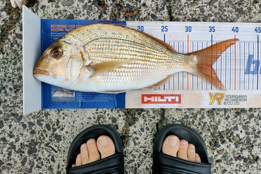 Janine Cornelder caught this 35.0cm Snapper at Tauranga during The Hirepool Baitmates Fishing Comp