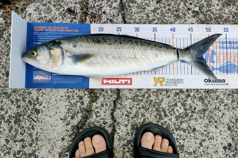 Janine Cornelder caught this 47.5cm Kahawai at Tauranga during The Hirepool Baitmates Fishing Comp