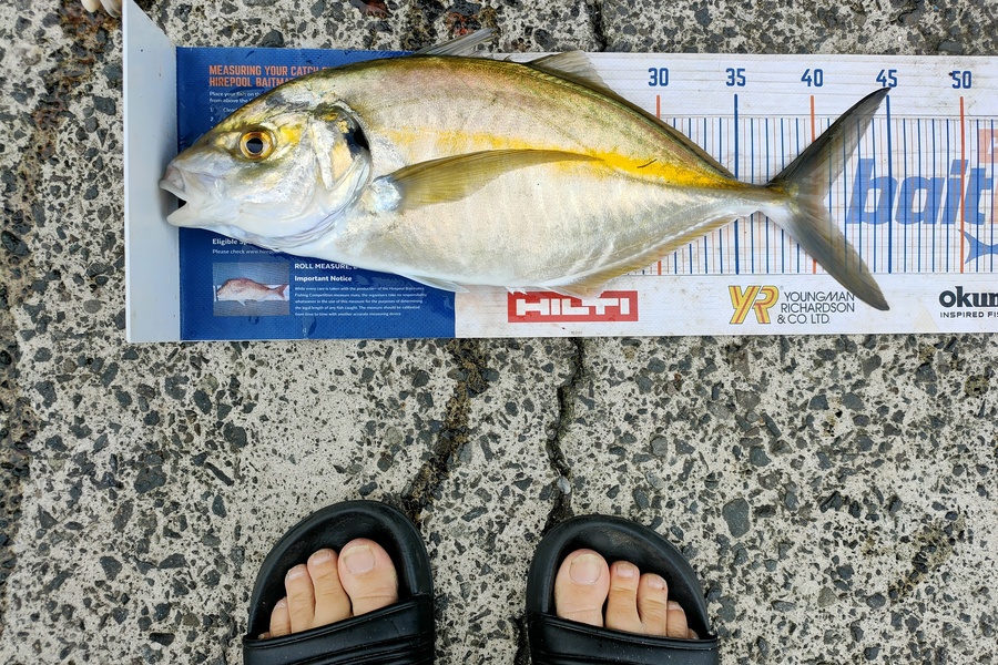 Janine Cornelder caught this 40.5cm Trevally at Tauranga  during The Hirepool Baitmates Fishing Comp