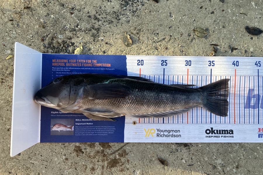 Douglas Hendry caught this 38.5cm Blue Cod at Ocean beach  during The Hirepool Baitmates Fishing Comp