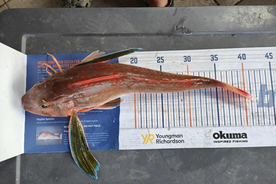 Brad Sievers caught this 39cm Gurnard at Kawhia during The Hirepool Baitmates Fishing Comp